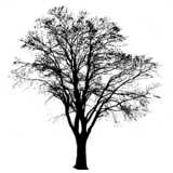 Masked Images: Baum, groß, Scherenschnitt