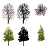 Masked Images: 6 freigestellte Bäume