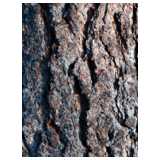 Textures: Pinus ponderosa